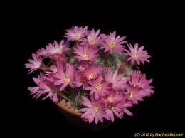 Rebutia senilis v. lilacino-rosea H398 1764